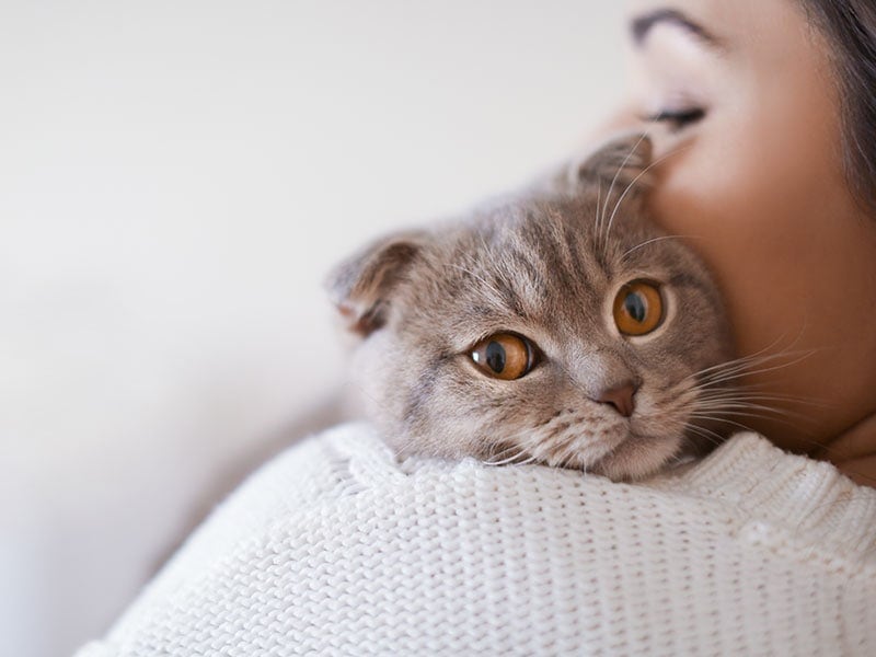 A cat is held in the arms of its female owner, looking over her shoulder.
