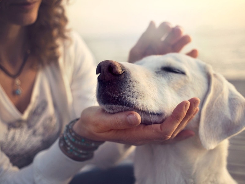 A white dog is content with being patted by its female owner