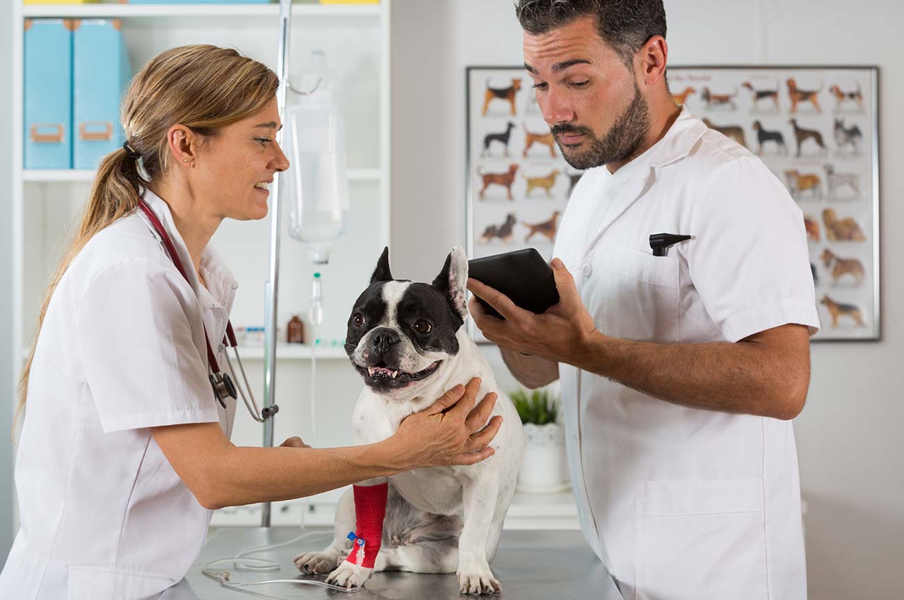 Veterinary compounding pharmacy offers medication for all pets, including dogs